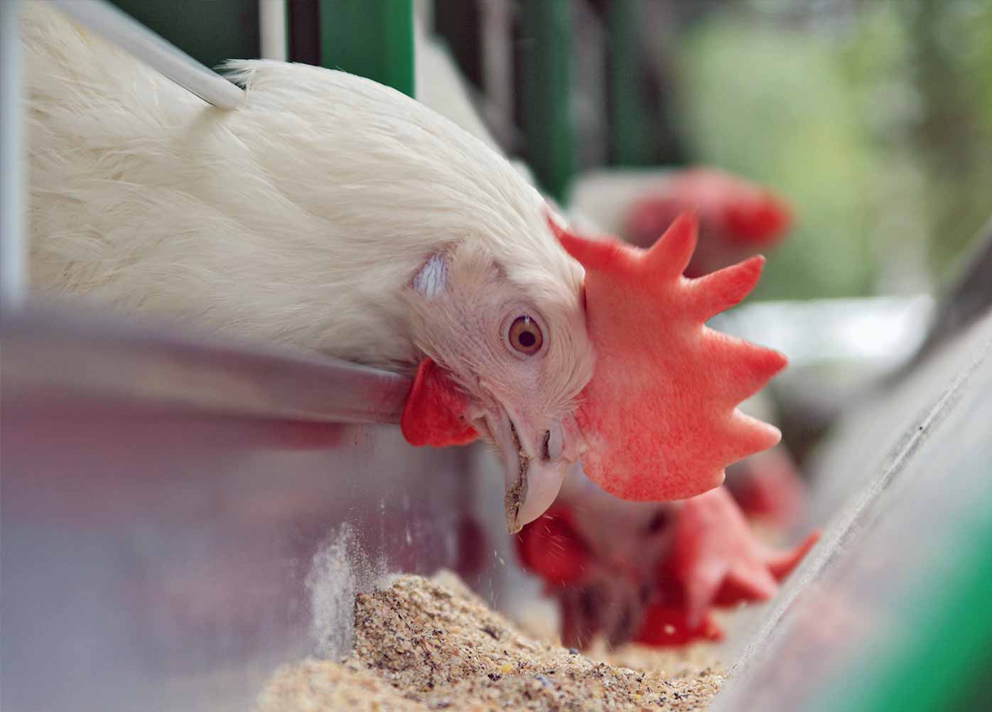 Animal nutrition