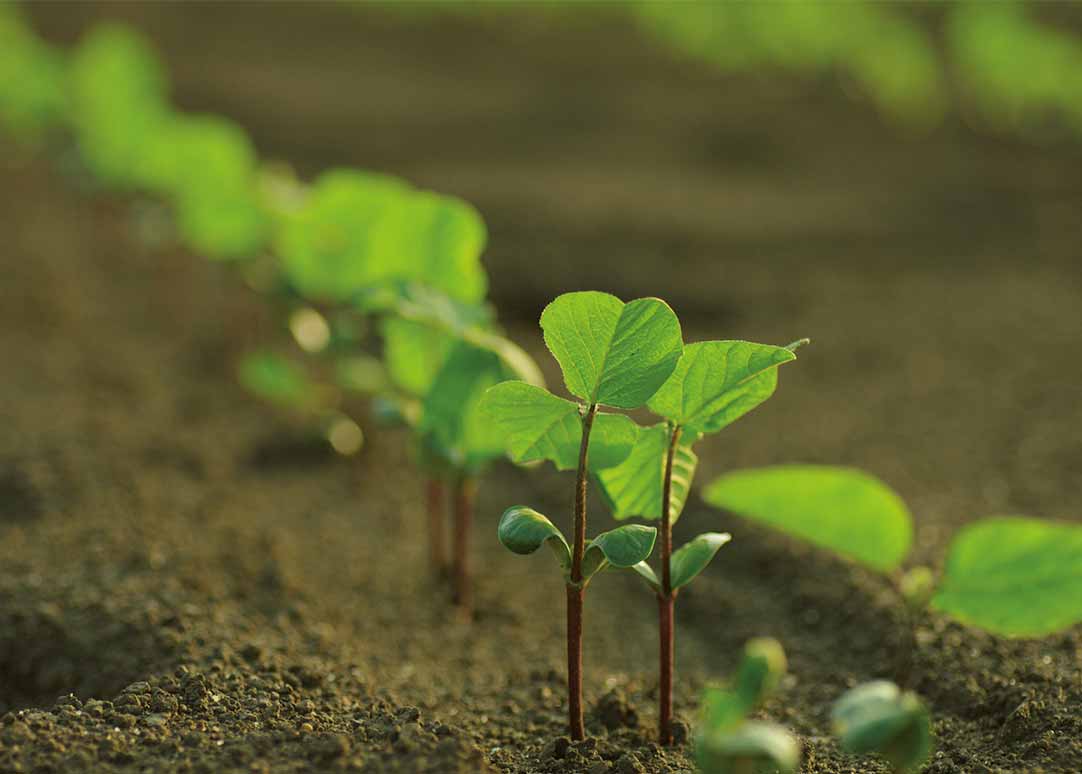 Crop nutrition